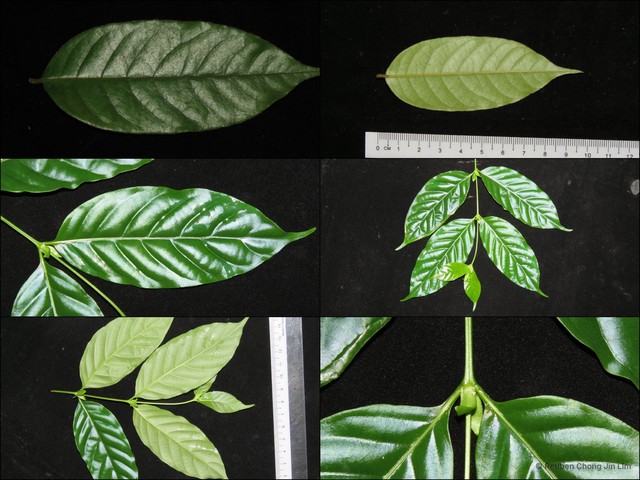Uncaria lanosa var. glabrata • © Reuben Chong Jin Lim • All Rights Reserved