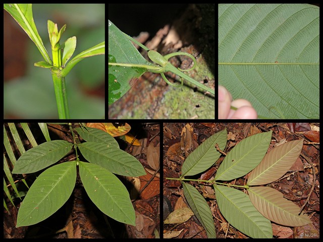 Uncaria longiflora var. pteropoda • © NUSBL • All Rights Reserved