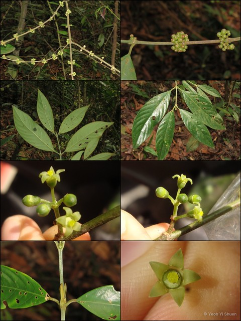 Urophyllum arboreum • © Yeoh Yi Shuen • All Rights Reserved