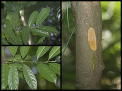 Urophyllum arboreum • © NUSBL • All Rights Reserved