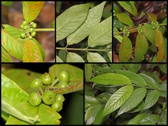 Urophyllum hirsutum