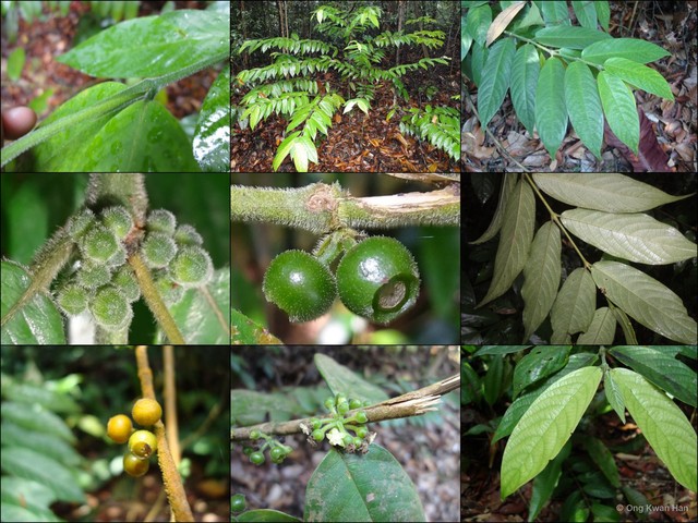 Urophyllum streptopodium • © Ong Kwan Han • All Rights Reserved