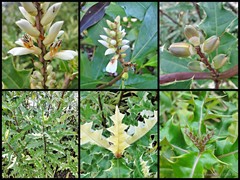 Acanthus ebracteatus