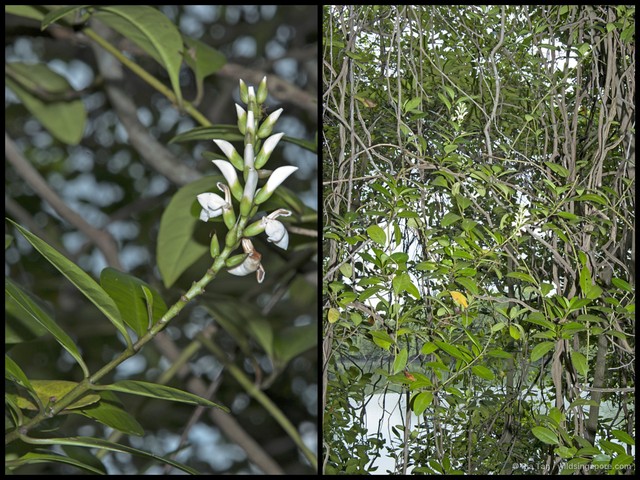 Acanthus volubilis • © Ria Tan • All Rights Reserved