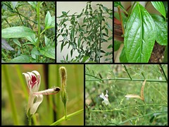 Andrographis paniculata