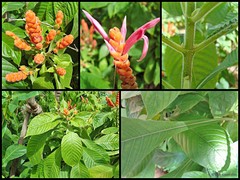 Aphelandra sinclairiana Nees