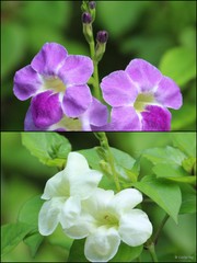 Asystasia gangetica var. gangetica