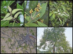Avicennia alba