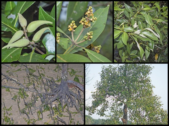 Avicennia alba • © Ria Tan • All Rights Reserved