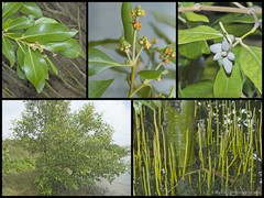 Avicennia marina marina