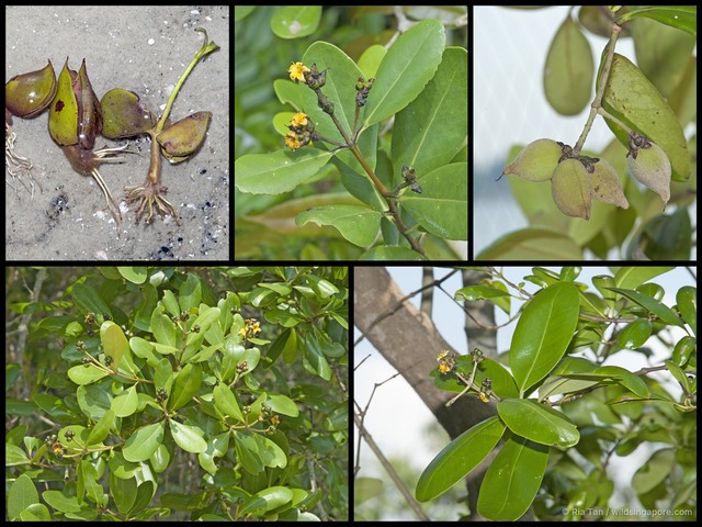 Avicennia officinalis • © Ria Tan • All Rights Reserved