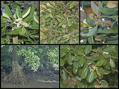 Avicennia rumphiana