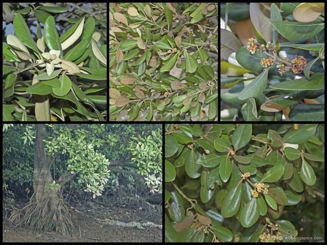 Avicennia rumphiana • © Ria Tan • All Rights Reserved