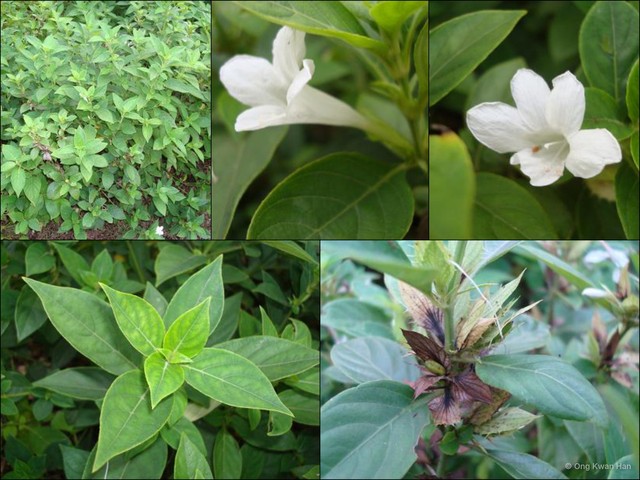 Barleria cristata • © Ong Kwan Han • All Rights Reserved