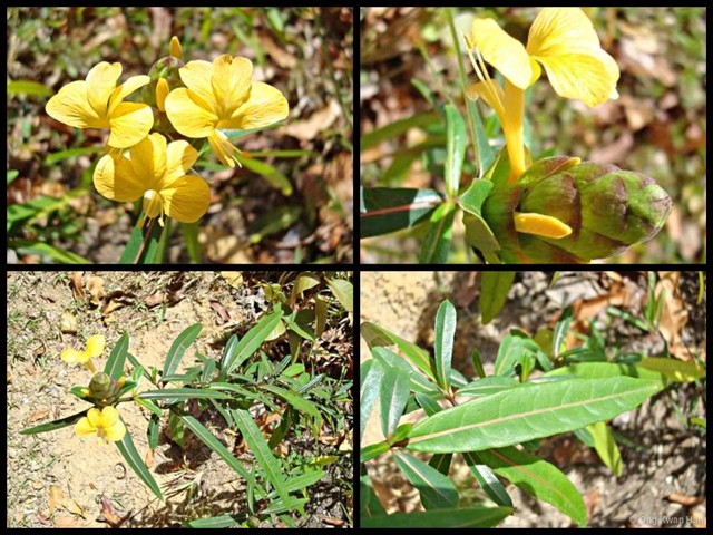 Barleria lupulina • © Ong Kwan Han • All Rights Reserved