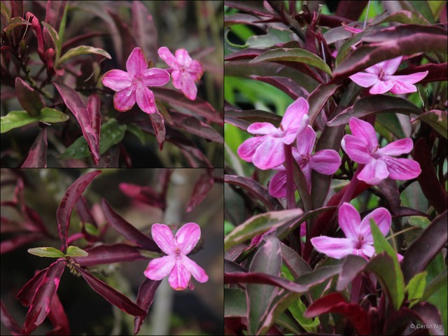 Barleria obtusa • © Cerlin Ng • All Rights Reserved