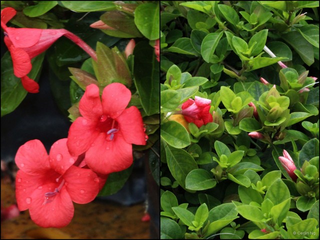 Barleria repens • © Cerlin Ng • All Rights Reserved