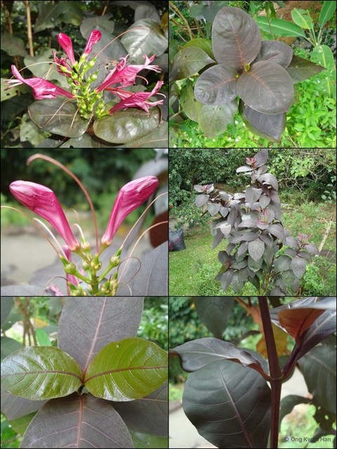 Graptophyllum pictum • © Ong Kwan Han • All Rights Reserved