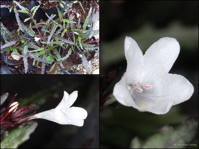 Hemigraphis repanda • © Ang Wee Foong • All Rights Reserved