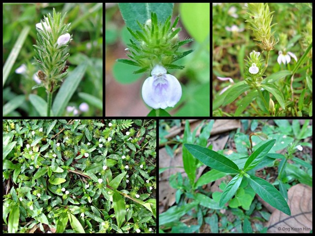 Justicia procumbens • © Ong Kwan Han • All Rights Reserved