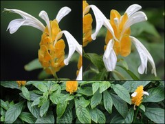 Pachystachys lutea