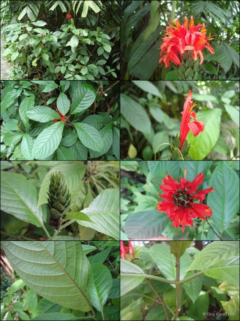 Pachystachys spicata • © Ong Kwan Han • All Rights Reserved