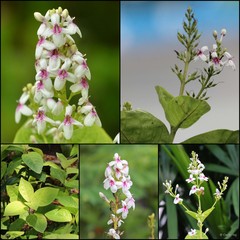 Pseuderanthemum carruthersii