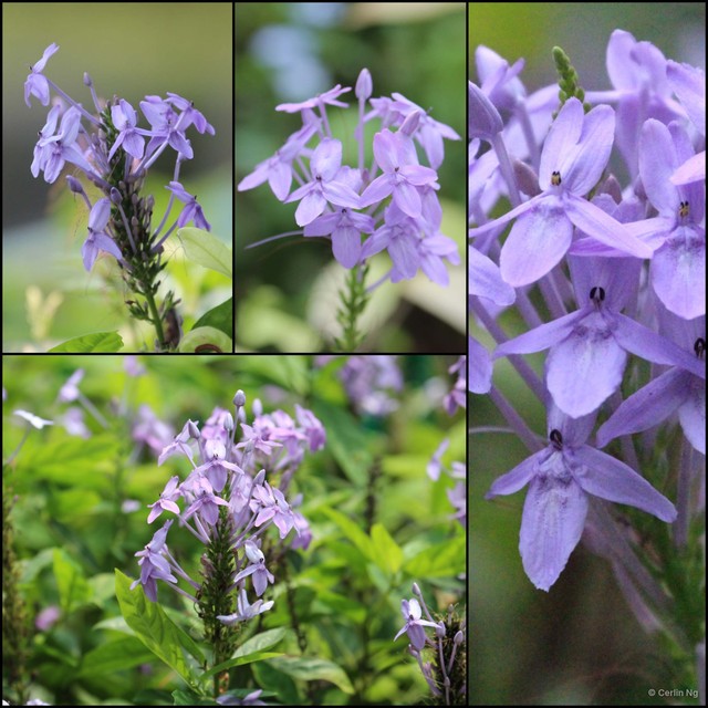Pseuderanthemum graciliflorum • © Cerlin Ng • All Rights Reserved