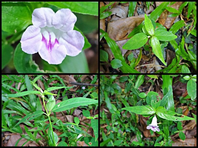 Ruellia repens • © Ong Kwan Han • All Rights Reserved