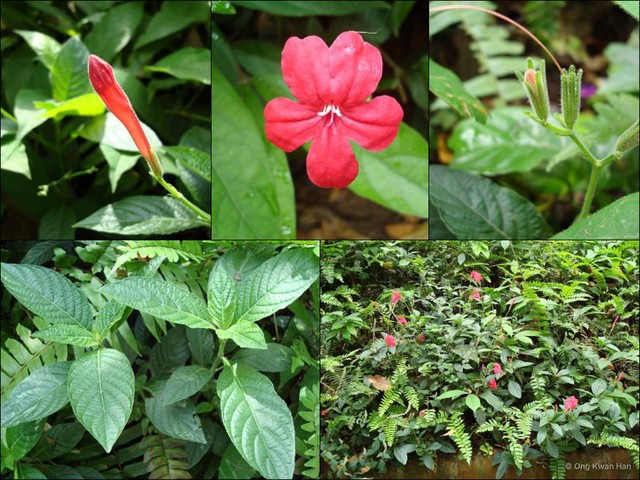 Ruellia rosea • © Ong Kwan Han • All Rights Reserved