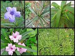 Ruellia simplex