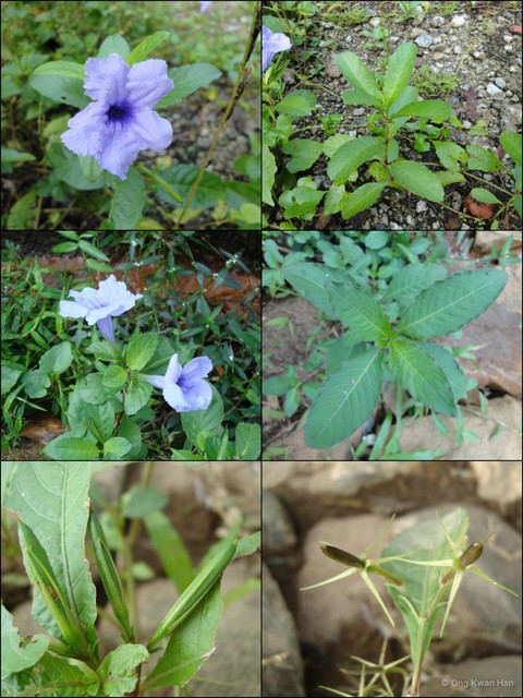 Ruellia tuberosa • © Ong Kwan Han • All Rights Reserved