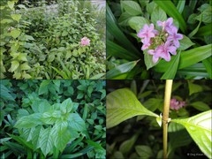 Ruspolia hypocrateriformis (Vahl) Milne-Redh.