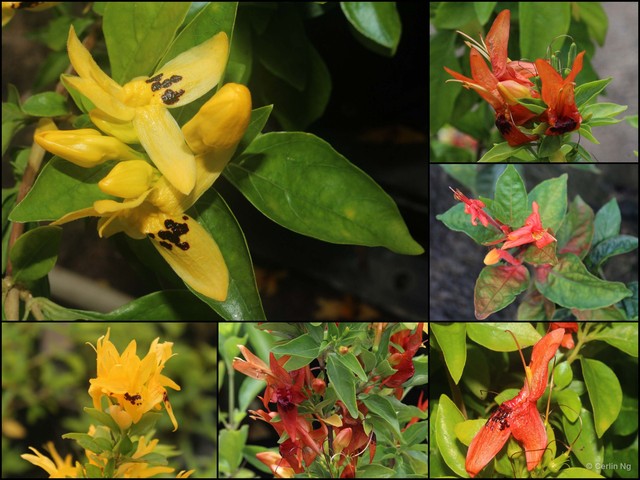 Ruttya fruticosa • © Cerlin Ng • All Rights Reserved