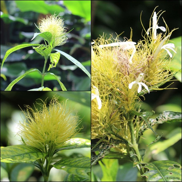 Schaueria calytricha • © Cerlin Ng • All Rights Reserved
