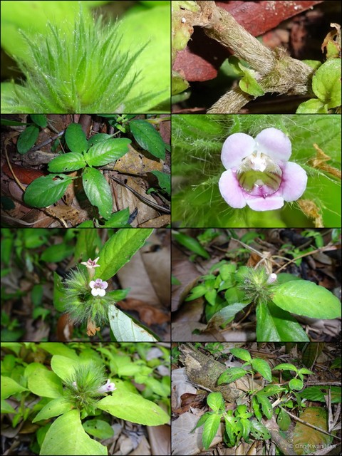 Staurogyne kingiana • © Ong Kwan Han • All Rights Reserved