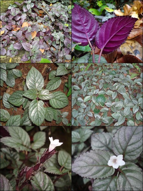Strobilanthes alternata • © Ong Kwan Han • All Rights Reserved