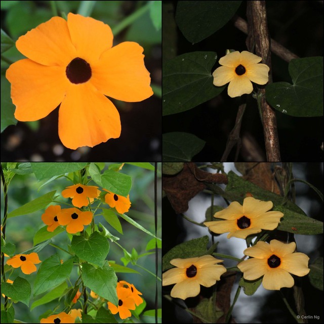 Thunbergia alata • © Cerlin Ng • All Rights Reserved