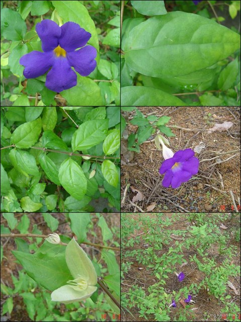 Thunbergia erecta • © Ong Kwan Han • All Rights Reserved