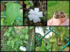 Thunbergia fragrans Roxb.