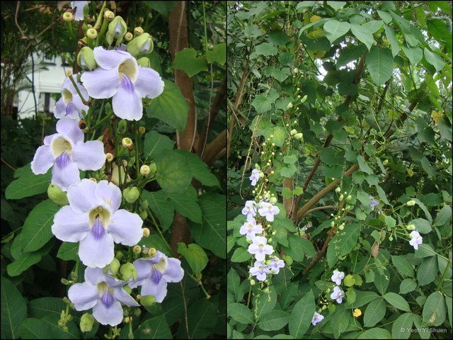 Thunbergia grandiflora • © Yeoh Yi Shuen • All Rights Reserved