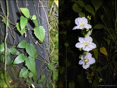 Thunbergia laurifolia