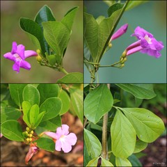 Bignonia magnifica