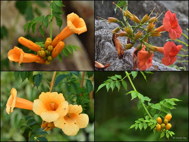 Campsis radicans • © Cerlin Ng • All Rights Reserved