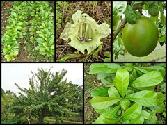 Crescentia cujete