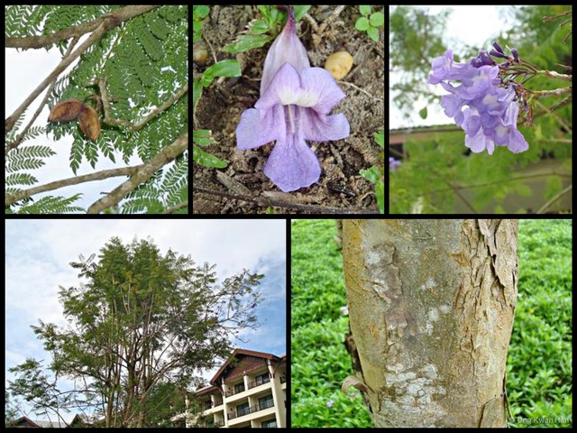 Jacaranda obtusifolia • © Ong Kwan Han • All Rights Reserved