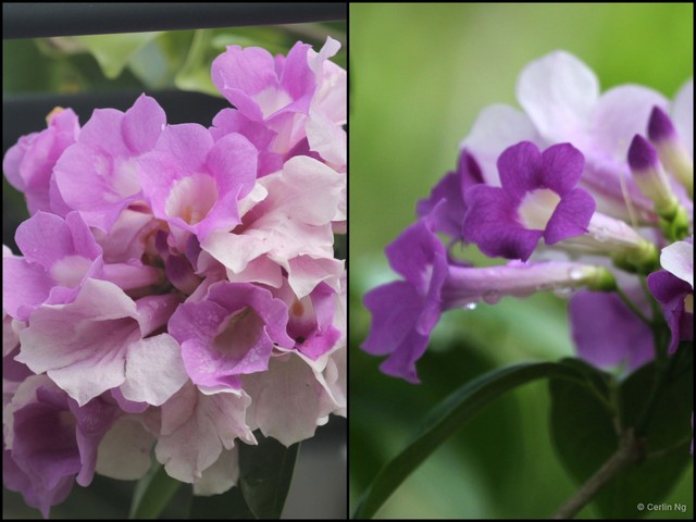 Mansoa alliacea • © Cerlin Ng • All Rights Reserved