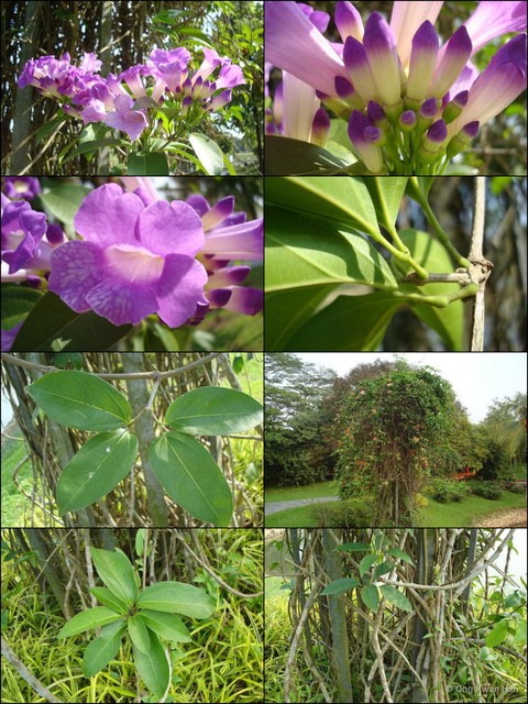 Mansoa hymenaea • © Ong Kwan Han • All Rights Reserved