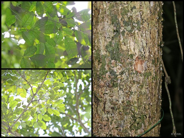 Radermachera quadripinnata • © NUSBL • All Rights Reserved