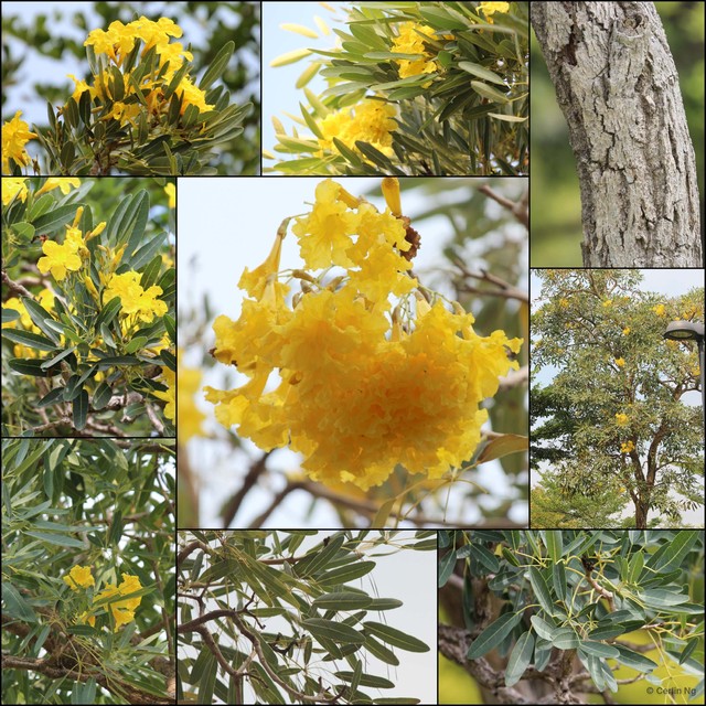 Tabebuia aurea • © Cerlin Ng • All Rights Reserved